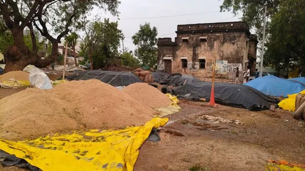 కాల వర్షంతో తడిసిన ధాన్యం