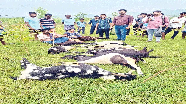 పిడుగు పాటుకు పది మేకల మృతి