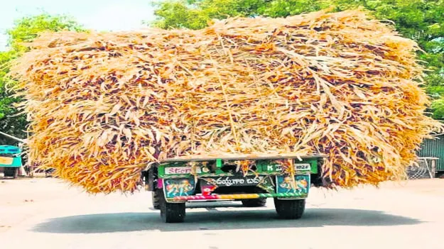 FODDER: పశువులకు మేత కొరత