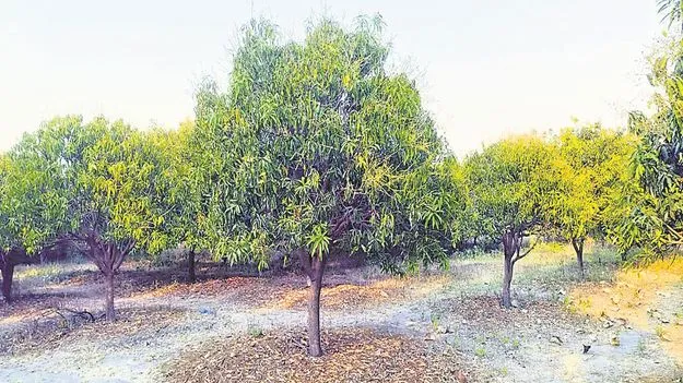 kumaram bheem asifabad-మామిడి రైతుకు కష్టకాలం 