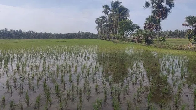 ముందుగానే వరి నాట్లు
