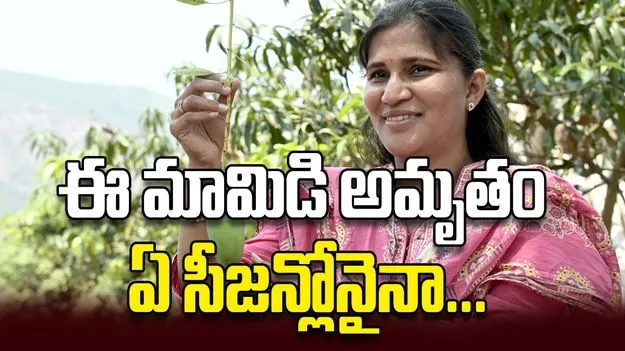 ఈ మామిడి అమృతం ఏ సీజన్లోనైనా...