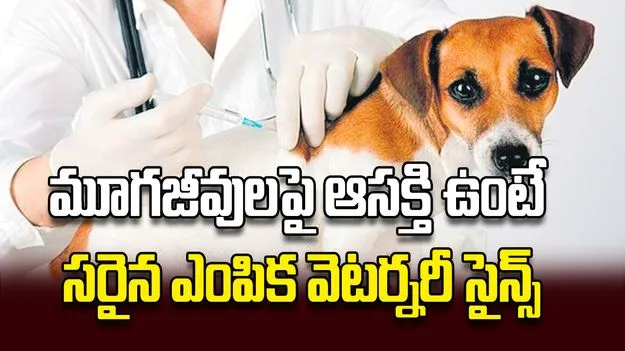 మూగజీవులపై ఆసక్తి ఉంటే సరైన ఎంపిక వెటర్నరీ సైన్స్‌