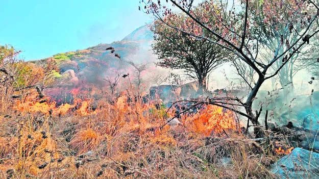 TREES: తగలబడిపోతున్న వృక్ష సంపద