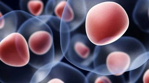 ఆటిజంకు మూలకణ చికిత్స చట్ట విరుద్ధం