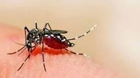 టైప్‌-2 మధుమేహం ఉంటే డెంగీ ముప్పు అధికం