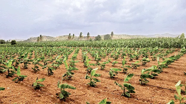 అరటికి ఊతం