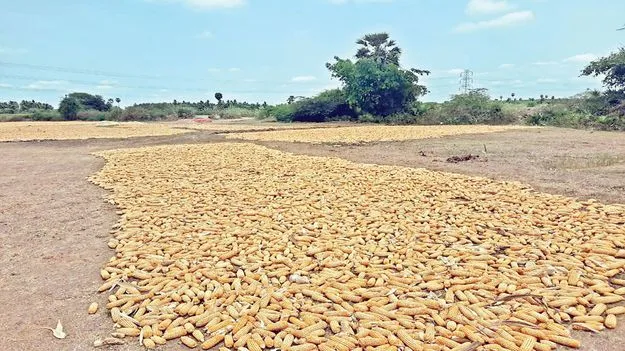 మొక్కజొన్నకు దక్కని.. మద్దతు ధర!