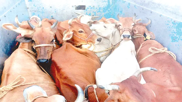అక్రమంగా తరలిస్తున్న పశువులు స్వాధీనం 