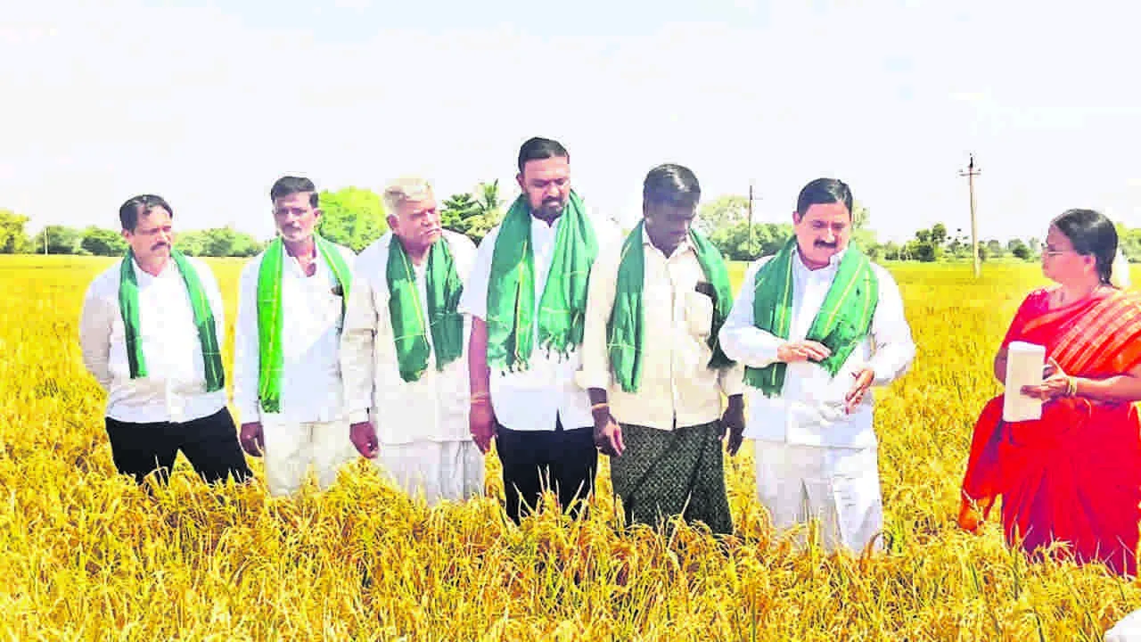 MLA: బీటీపీ సాగునీటితో ఆశాజనకంగా వరి