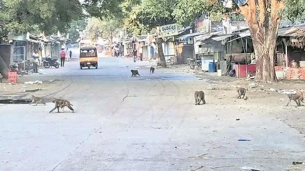 kumaram bheem asifabad- వానరాల బెడద