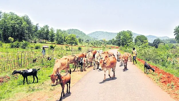 వేసవిలో పశు సంరక్షణ అవసరం