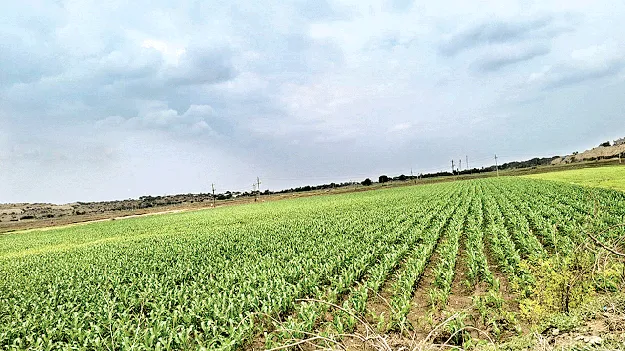 ఈదురు గాలులతో నష్టం