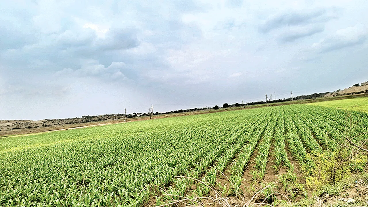 ఈదురు గాలులతో నష్టం
