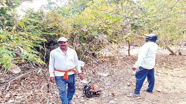 c పురుగు మందులతో చేటు