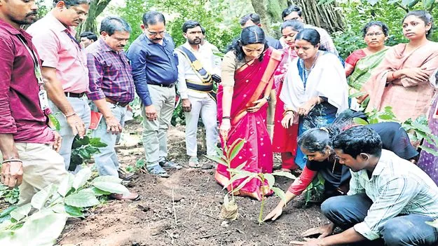 యాలకులతో కాఫీ రైతులకు అధిక ఆదాయం