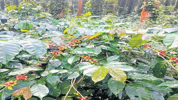 అభివృద్ధి పరుగులు