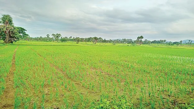 పునరావాసం..పరుగు