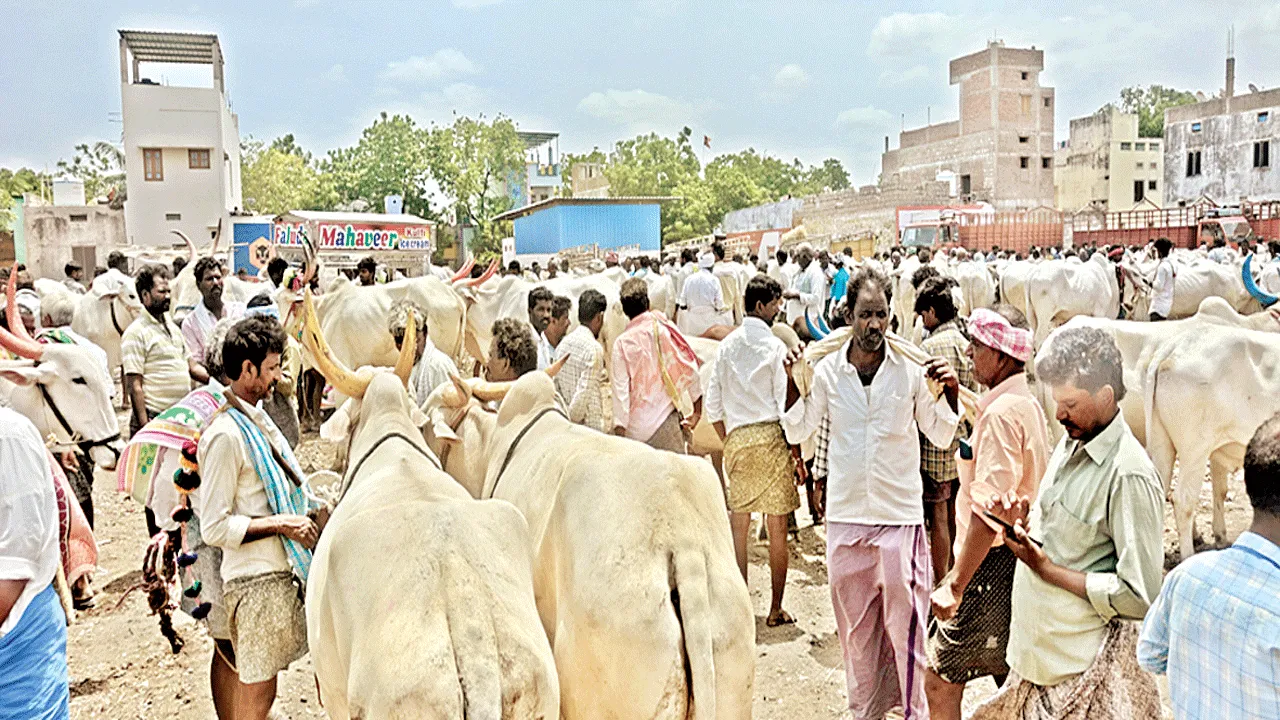 పశు సంపదపై ఎల్‌నినో ప్రభావం..!