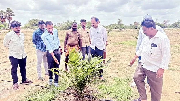    వేయి హెక్టార్లలో పామాయిల్‌ సాగు 