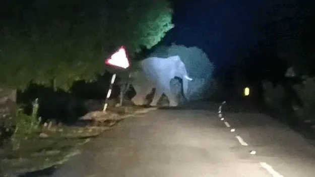 జతకట్టిన ఒంటరి ఏనుగులు 