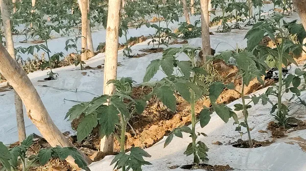 ఒక ఐడియా పంటను కాపాడుతుంది