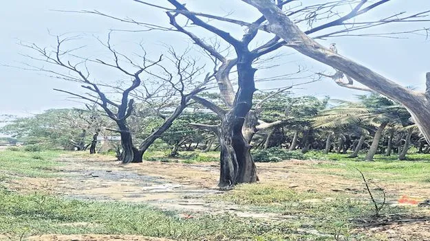వృక్ష విలాపం..