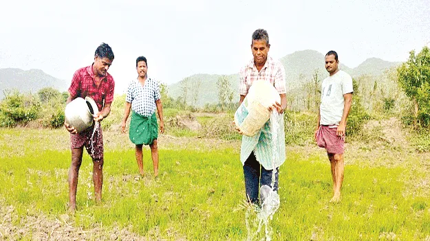 నీరు తెచ్చి.. నారుకు పోసి!