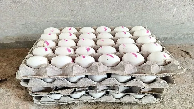 200 కోడిగుడ్లు గాలికొదిలేశారు!