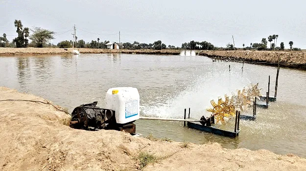 ‘ఆక్వా’కు ఊరట