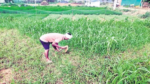 కౌలు రైతులకు ఎన్నాళ్లీ కష్టాలు?
