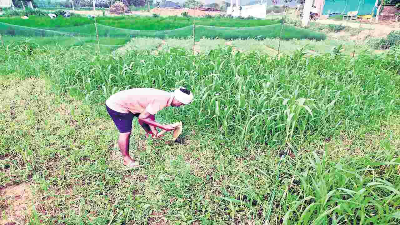 కౌలు రైతులకు ఎన్నాళ్లీ కష్టాలు?