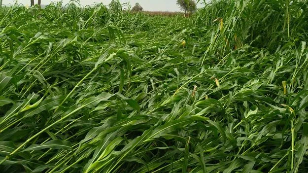 kumaram bheem asifabad- అకాల వర్షం.. దెబ్బతిన్న పంటలు 