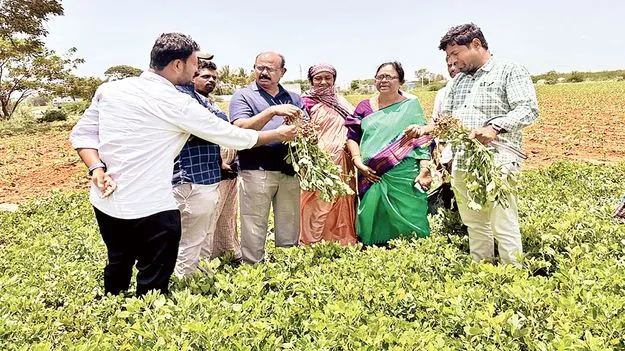 ఎల్‌నినో ప్రభావంతో పంటలకు నష్టం 