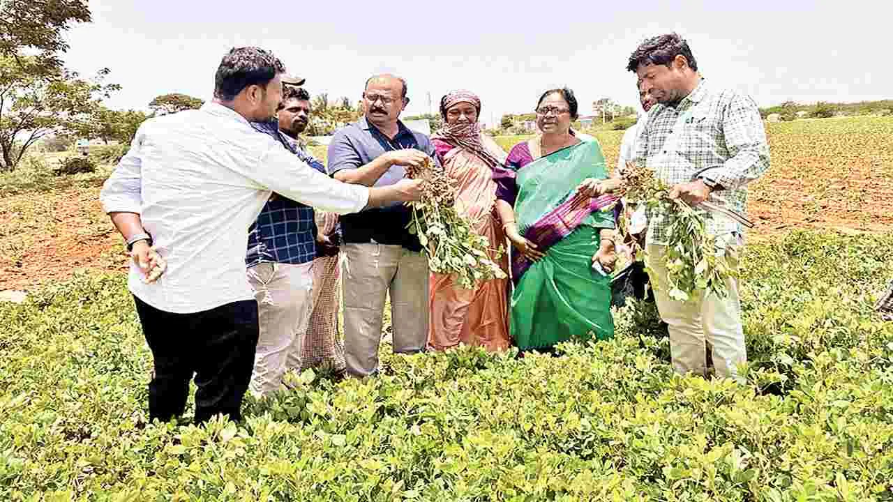 ఎల్‌నినో ప్రభావంతో పంటలకు నష్టం