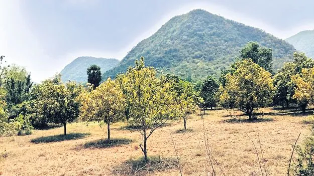 రాచపల్లిలోనే బ్లాక్‌స్టోన్‌ కంపెనీ?