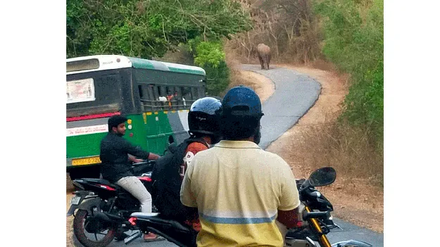 రోడ్డుపై ఒంటరి ఏనుగు హల్‌చల్‌