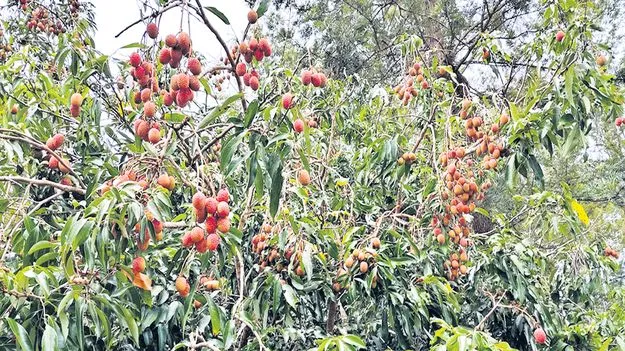 ఆశాజనకంగా లిచీ దిగుబడులు