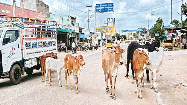 రహదారులపై మూగజీవాలు