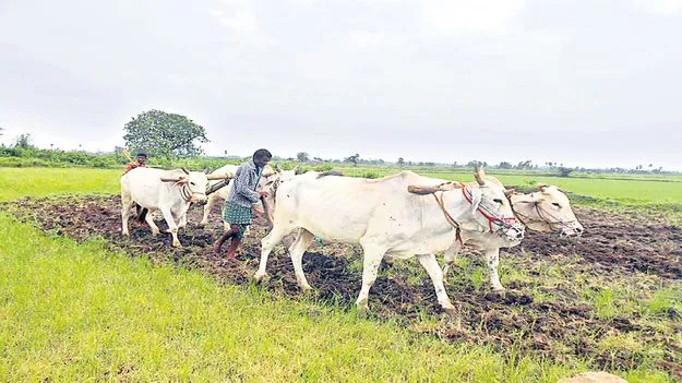 అన్నదాతకు దక్కని మద్దతు