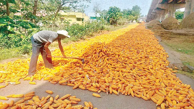  మొక్కజొన్నను కొనేవారేరీ?