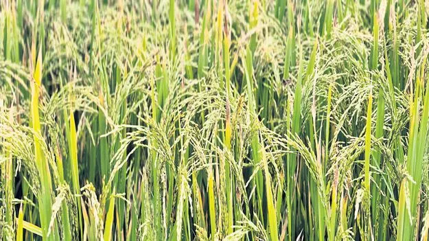 సేంద్రియ పంట.. లేదు ఎరువుల తంటా! 