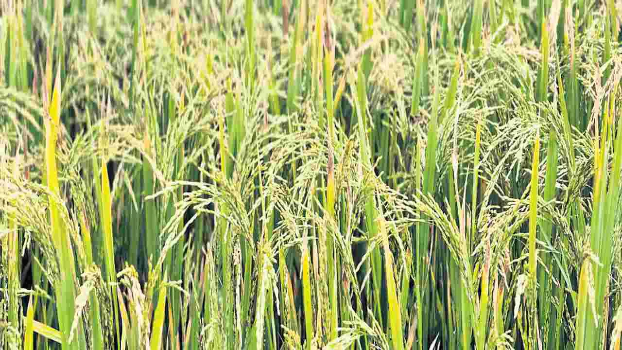 సేంద్రియ పంట.. లేదు ఎరువుల తంటా!