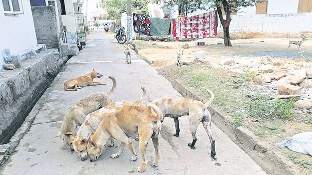 భౌ..భౌ..