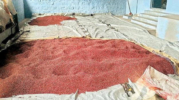నకిలీ విత్తనాల మాఫియా
