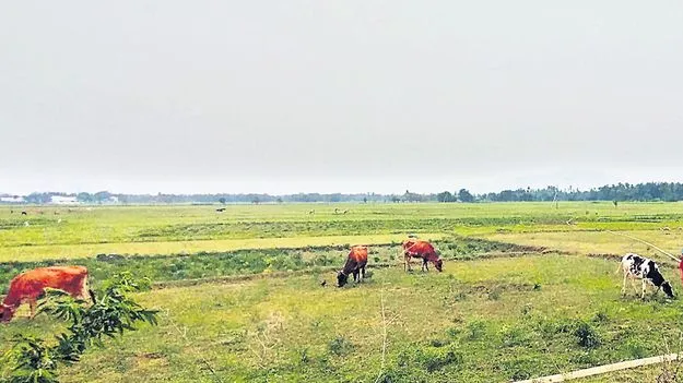 ప్రత్యామ్నాయ పంటలే శరణ్యమా?
