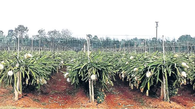 డ్రాగన్‌ ఫ్రూట్‌ సాగుపై ఆసక్తి