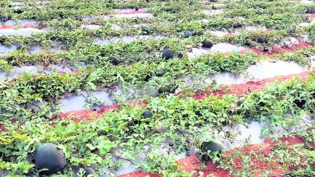  కర్బూజ ధర పతనం 