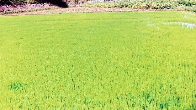 వరి.. వర్రీ