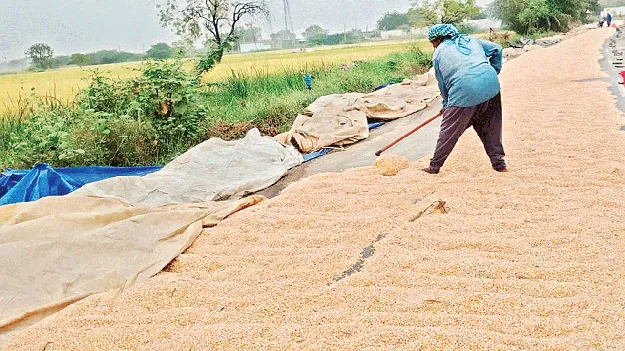 ముంచిన మొక్కజొన్న